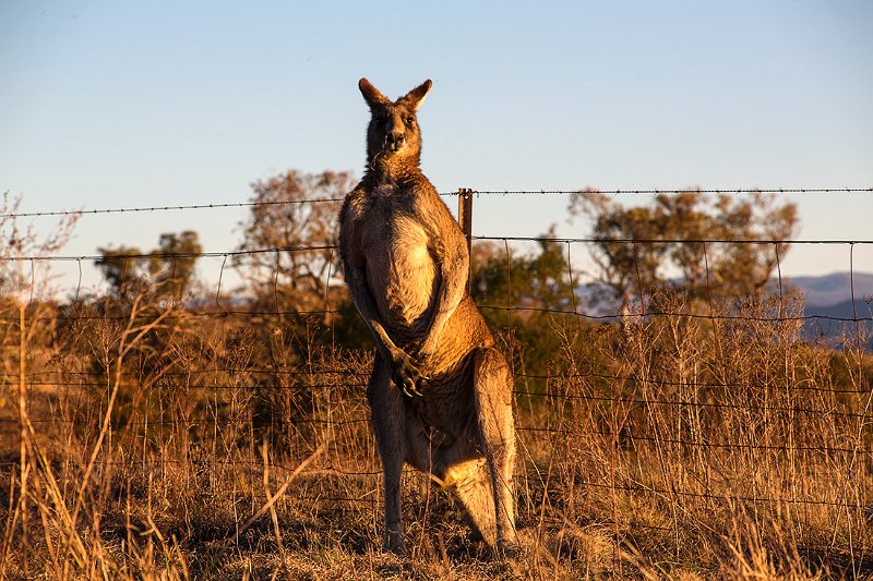 sunset roo.jpg